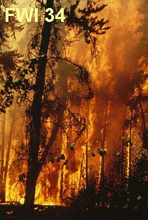 Peuplement résineux enflammé, dont les flammes vont du parterre forestier jusqu’à plusieurs mètres au-dessus du couvert.