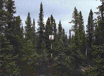Un peuplement pur et relativement dense de conifères. Les branches des arbres s’étendent jusqu’au sol forestier. Les branches mortes sont recouvertes de lichens et une couche épaisse de matières organiques est présente.