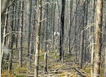 Un peuplement dense de conifères. On y note plusieurs arbres morts sur pied et des débris au sol. La surface terrestre est couverte d’une litière d’aiguilles.