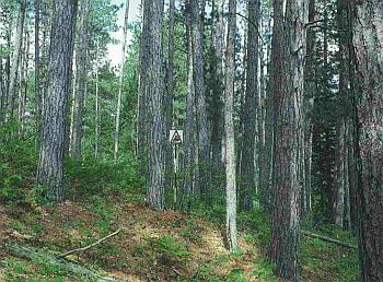 Un peuplement mature de conifères et quelques arbres et arbustes de petite dimension. Les débris sont peu présents et la couverture terrestre est constituée d’herbacées et d’une litière d’aiguilles de pin. 