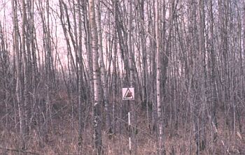 Un peuplement pur semi-mature de résineux, avant le débourrement ou après la chute des feuilles. Il n’y a aucune présence de conifères. Une strate d’arbustes de hauteur moyenne à élevée est présente. On observe une couche de matière végétale fanée au sol.  