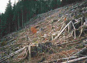 Un terrain exploité marqué par la présence de rémanents de la coupe. Plusieurs branches, débris ligneux et aiguilles demeurent sur place.