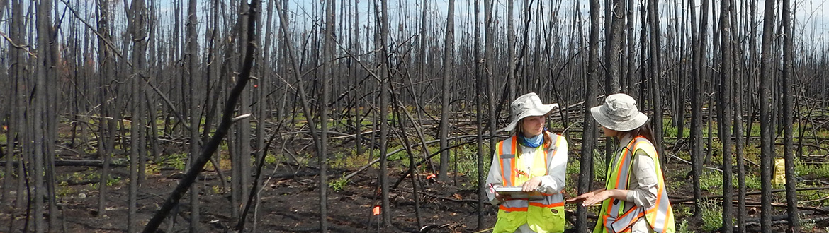 Deux personnes, vêtues de gilets de sécurité, surveillent une forêt récemment brûlée.