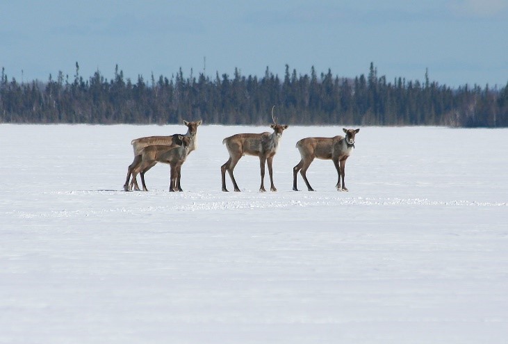Quatre caribous