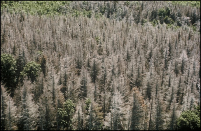 Vue aérienne d'une forêt ravagée par la tordeuse des bourgeons de l’épinette. Photo : Johanne Delisle