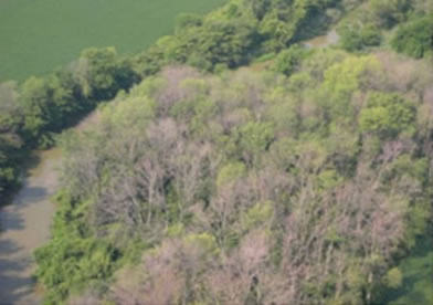 Vue aérienne des frênes gravement endommagés par l’agrile du frêne.