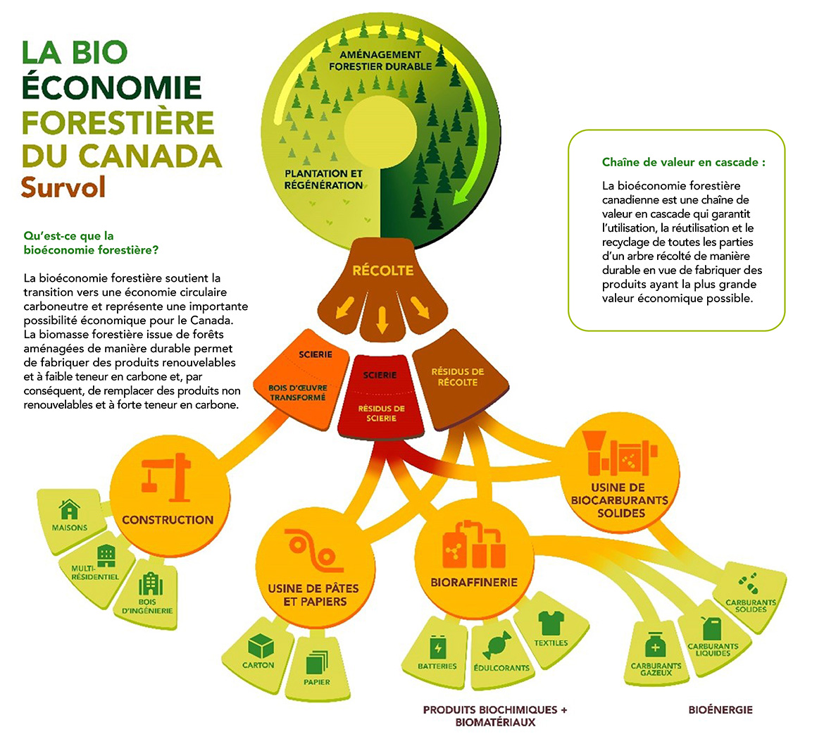 La chaîne de valeur de la bioéconomie forestière au Canada, allant de l’aménagement durable des forêts aux produits finis, tels que le bois d’œuvre, les biocarburants et le papier.