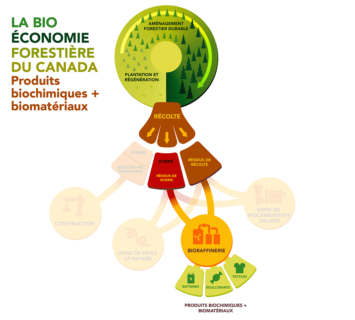 Cette image montre la manière dont les produits biochimiques et les biomatériaux sont fabriqués à partir des résidus de scierie et de récolte dans le cadre de la bioéconomie forestière du Canada.