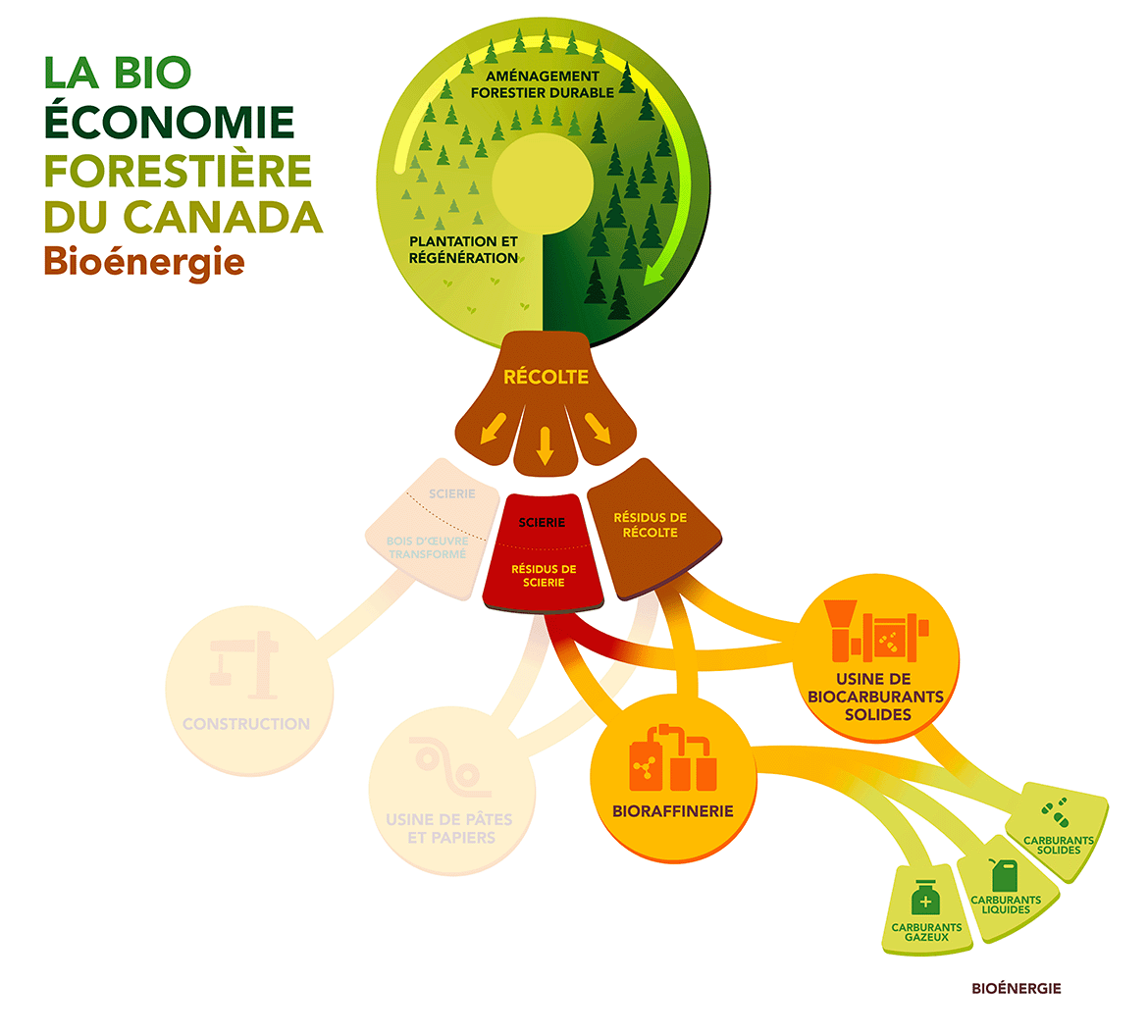 Cette image montre la production de biocarburants dans la bioéconomie forestière canadienne, mettant en avant les résidus utilisés, tandis que les processus non pertinents sont estompés.