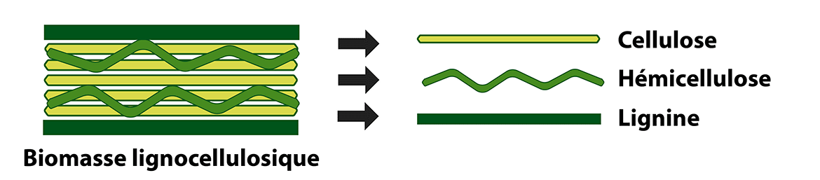 Cette image montre les trois composés chimiques de la biomasse cellulosique.