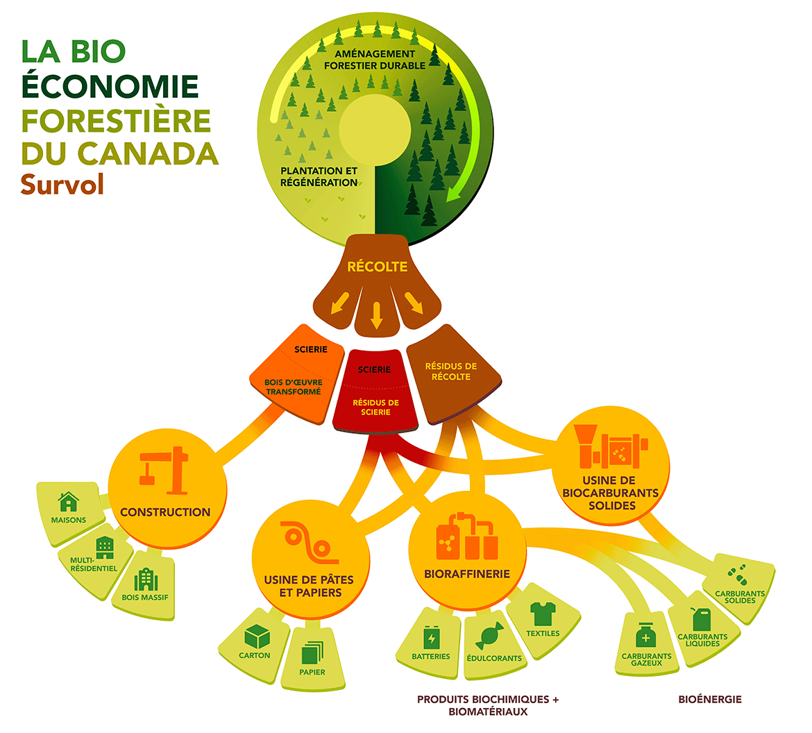 La chaîne de valeur de la bioéconomie forestière au Canada, allant de l’aménagement durable des forêts aux produits finis, tels que le bois d’œuvre, les biocarburants et le papier.