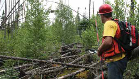 Image montrant un travailleur forestier qui sélectionne et coupe des jeunes tiges et santé pour les arbres résiduels.
