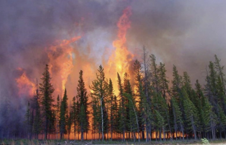 Image d’un feu de forêt dans la forêt boréale canadienne