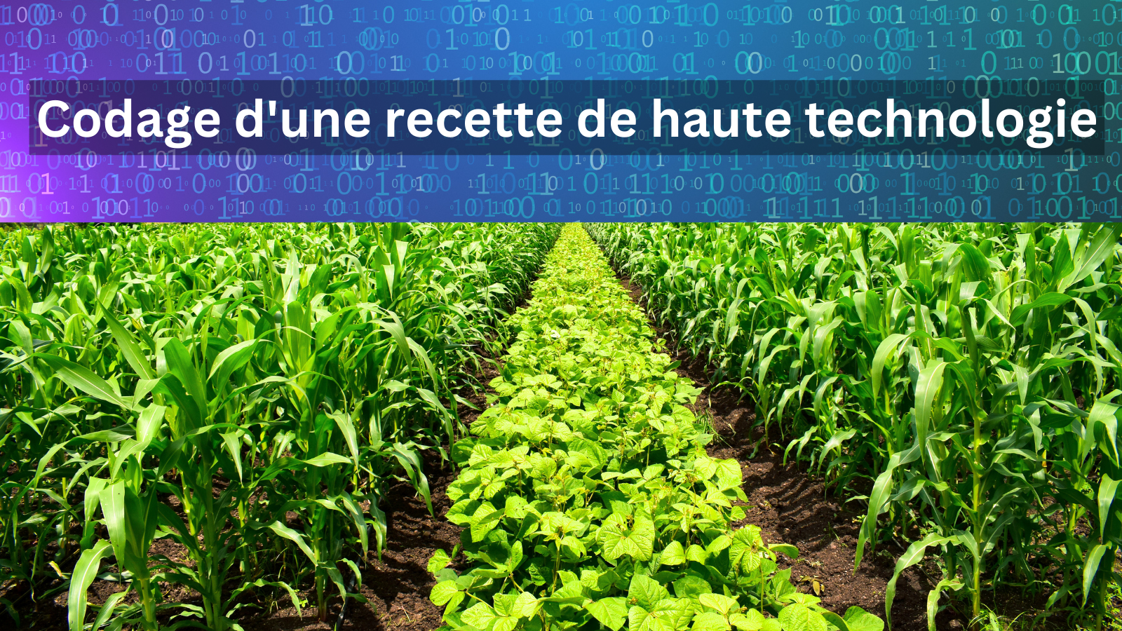 Photo d’un champ de laitue et de maïs avec en surimpression le texte suivant : « Codage d’une recette de haute technologie »
