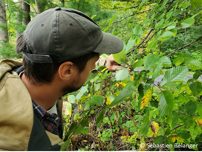 CFS technician Simon Trudeau examines elm leaves for the elm zigzag sawfly
