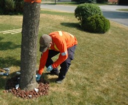 Un travailleur vêtu d’une chemise voyante se penche pour appliquer l’insecticide TreeAzin® sur le tronc d’un frêne.