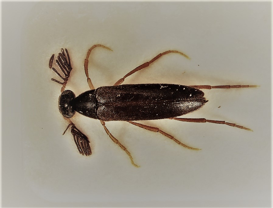 Un coléoptère piégé de l’espèce Pelecotoma flavipes, présent seulement en Amérique du Nord.