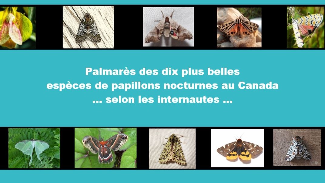 Photos de dix différents papillons nocturnes. Texte : Palmarès des dix plus belles espèces de papillons nocturnes au Canada, selon les internautes 