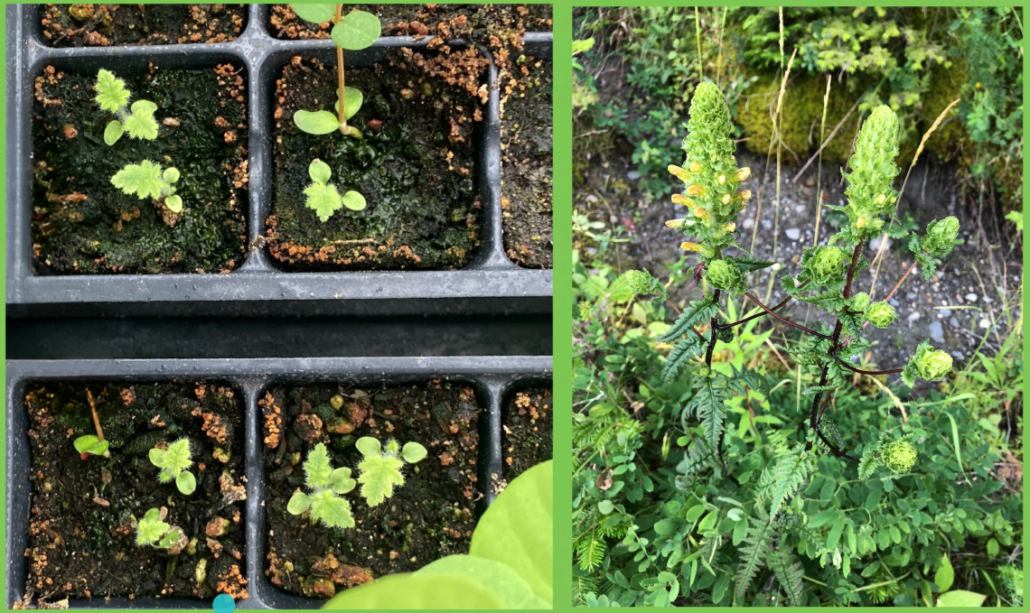 Deux images comparant la forme de la plante à l’état de plantule en laboratoire et à l’état adulte dans la nature. 