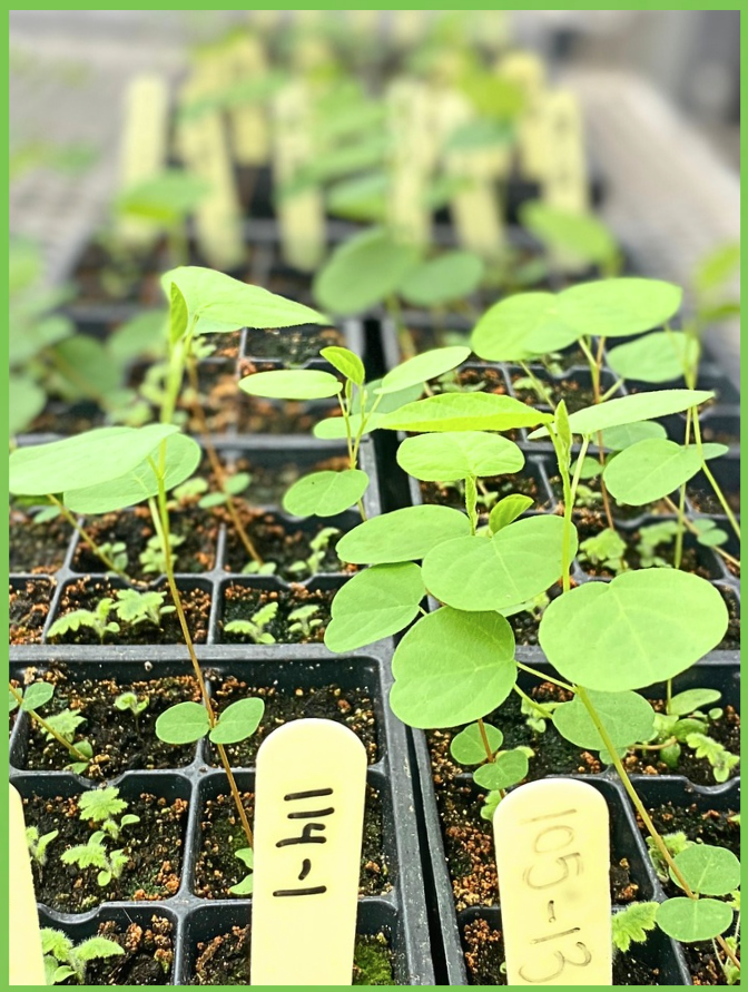 Deux plateaux de petits plants en serre.