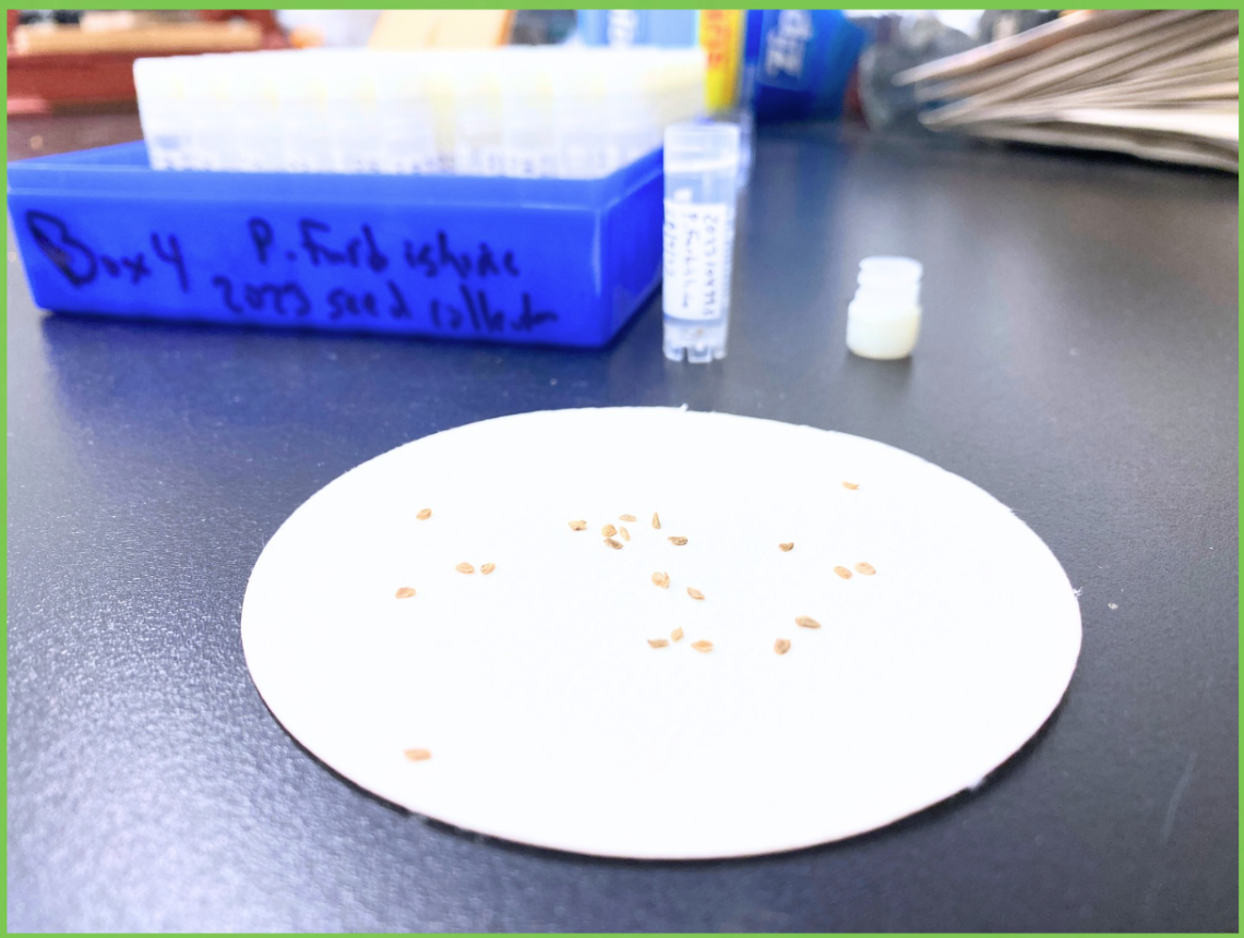 Plan de travail de laboratoire avec un papier rond découpé portant plusieurs graines et des tubes à essai à l’arrière-plan.