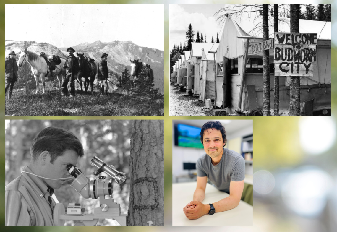 des hommes et des chevaux au sommet d’une montagne, plusieurs rangées de tentes blanches avec un panneau souhaitant la bienvenue dans la ville de Budworm, un chercheur examinant un tronc d’arbre à l’aide d’un instrument métallique, un homme dans la forêt.