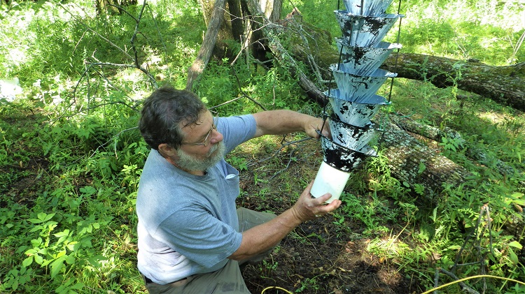 Reggie Webster, chercheur à RNCan, examine un piège en entonnoir.