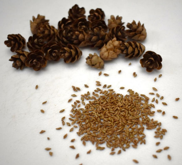 Photo de cônes de pruches de l’Est et pile de semences qui en ont été extraites.