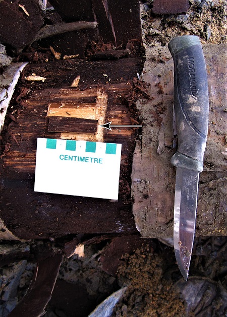 Échantillon prélevé pour datation sur un tronc de bouleau retrouvé dans les berges de la rivière du Gouffre dans Charlevoix