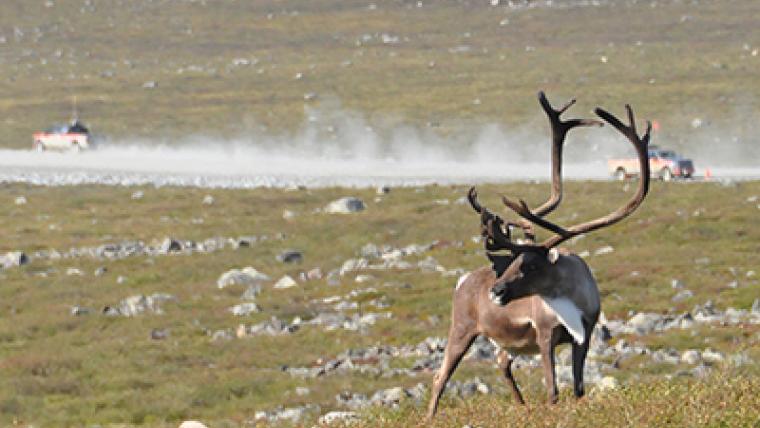 Empreintes de sabots et empreinte écologique : les effets d’une mine sur le caribou sont mesurés