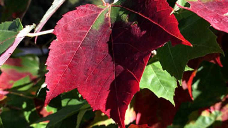 Pourquoi les feuilles changent-elles de couleur en automne?