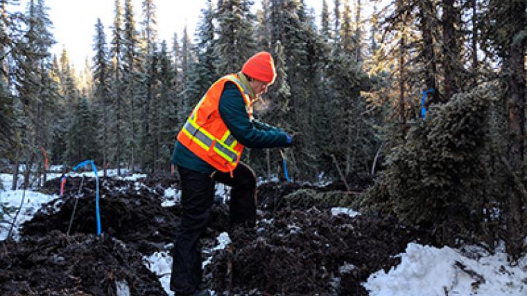 La forêt boréale du Canada en voie de restauration : une visite en réalité virtuelle à 360 degrés