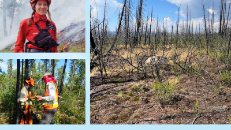 Des forêts à géométrie variable : une histoire de climat et de feux de forêt doublée de résultats surprenants