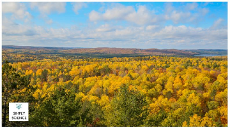 Plan large avec une forêt ambrée au premier plan et un ciel bleu avec des nuages blancs duveteux en arrière-plan. (Photo : iStock)