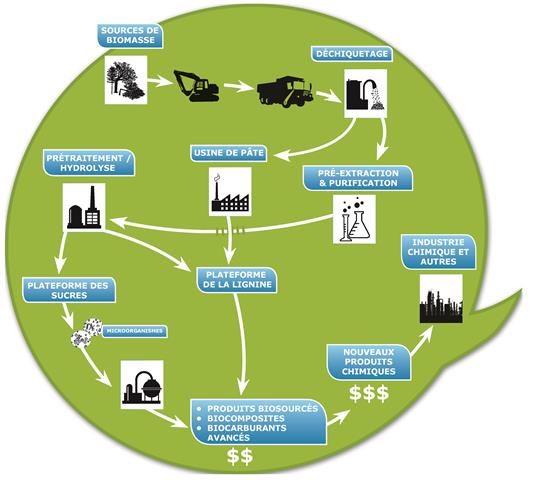 Un diagramme circulaire décrivant les étapes de la bioraffinerie